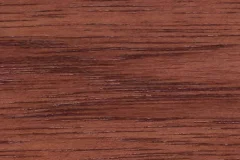 Sassafras