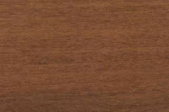 Southern Pecan