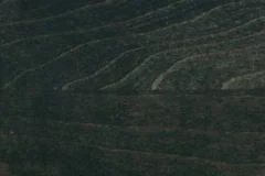 Forest Black