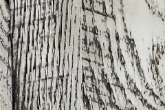 Arrowroot
