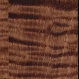 Tiger Maple