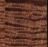 Tiger Maple