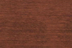 Sassafras