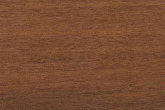 Southern Pecan