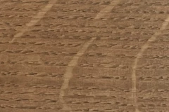 Fossil