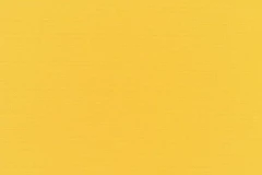 Canvas Sunflower 