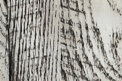 Arrowroot