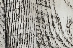 Arrowroot